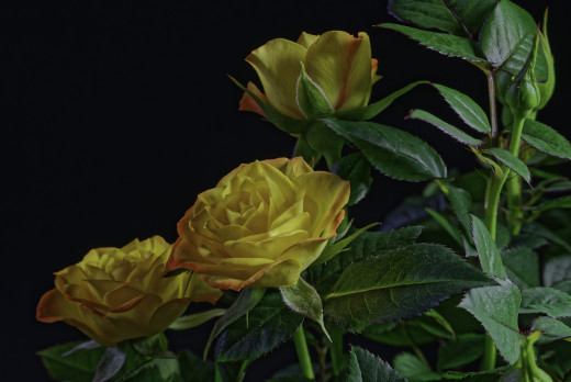 1020326 (a): :2048x1367
